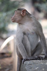 Monkey photos clicked IITM