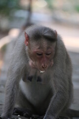 Monkey photos clicked IITM