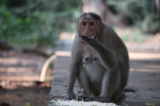 Monkey photos clicked IITM