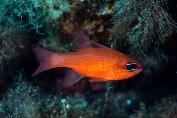 Mediterranean Cardinalfish Apogon imberbis