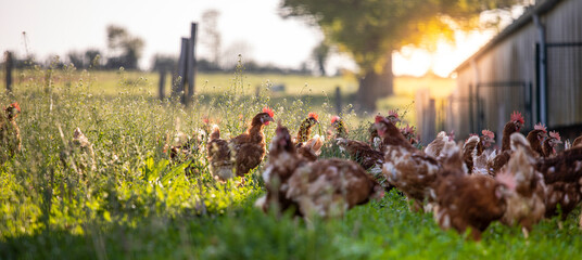 Poulailler et poulet fermier élevé en plein air dans un élevage en France. - 475276389