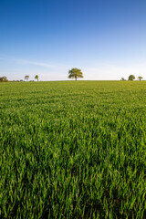 Paysage agricole, arbre au milieu des champs en pleine nature.