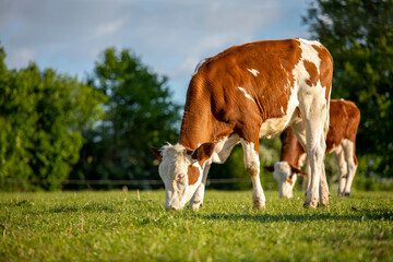 Young dairy cow grazing the green grass in the fields.
