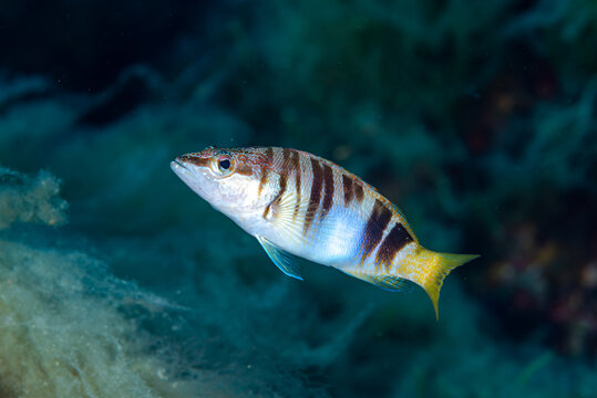 Painted comber Serranus scriba