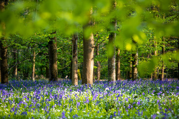 Sous bois en forêt sous le soleil de printemps au milieu des clochettes.