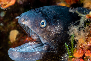 Mediterranean Moray Muraena helena