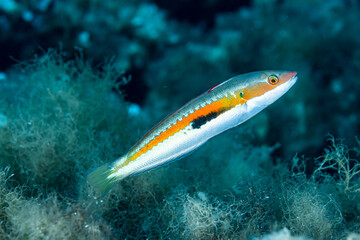 Mediterranean rainbow wrasse Coris julis