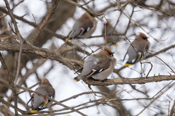 bird in snow