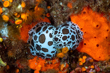 Leopard Sea Slug Peltodoris atromaculata