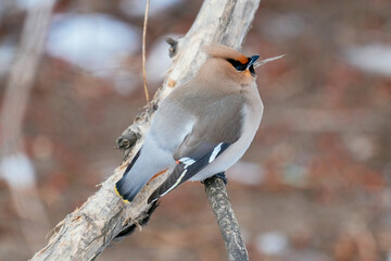 bird in snow