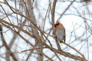 bird in snow