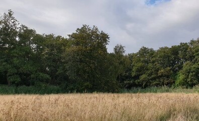 Forest with a line of plants