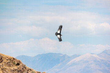 Soaring Andean condor over Colca Canyon in Peru - 475278108