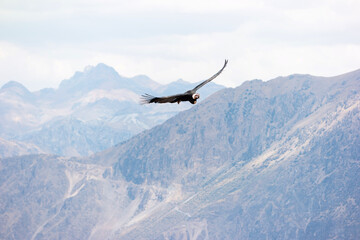 Soaring Andean condor over Colca Canyon in Peru
