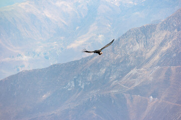 Soaring Andean condor over Colca Canyon in Peru