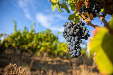 Naklejka premium Grappe de raisin noir dans les vigne au soleil.