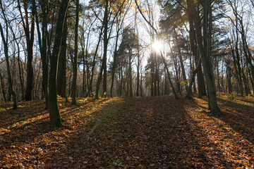 Naklejka premium deciduous trees in the autumn season during leaf fall
