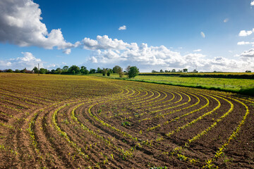 Paysage en campagne, plantation de maïs en France.