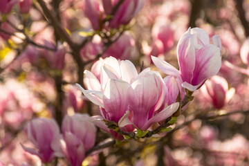 Fototapeta na wymiar magnolia tree in blossom. fresh pink flower on the branch in spring. soft bokeh background of a garden