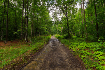 Fototapeta na wymiar hiking through woods. beautiful nature background of carpathian primeval beech forest in summer