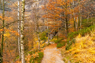 An autumn road through a national park. Trees and leaves. Golden autumn. Forest landscape.