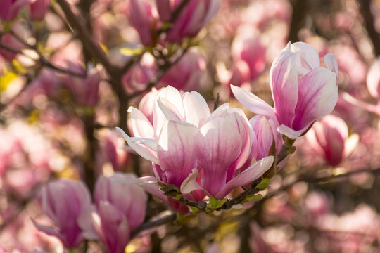 magnolia tree in blossom. fresh pink flower on the branch in spring. soft bokeh background of a garden