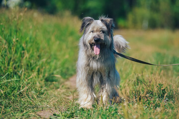 funny fluffy bearded dog on a walk