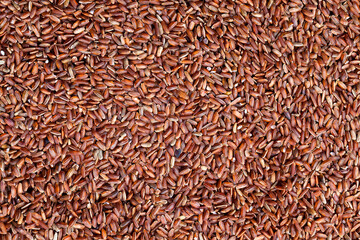 raw uncooked red rice, unpeeled