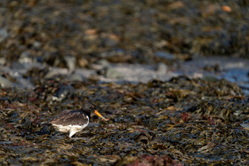 Oystercatcher over the seaweeds near the shore