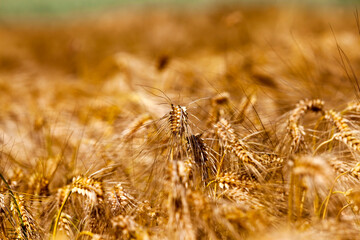 Fototapeta premium farming for growing rye and harvesting cereals