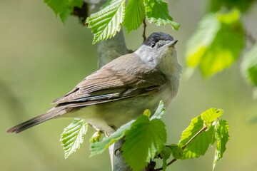 Mönchsgrasmücke im Baum