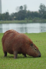 Capivara no Parque Barigui, em Curitiba, brasil 