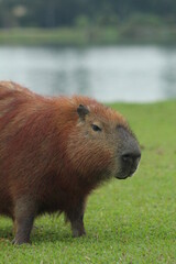 Capivara no Parque Barigui, em Curitiba, brasil 