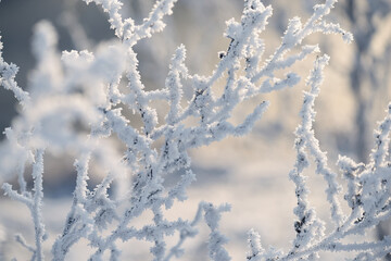 delicate openwork flowers in the frost. Gently frosty natural winter background. Beautiful winter morning in the fresh air. Soft focus. 