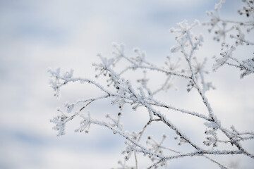 delicate openwork flowers in the frost. Gently frosty natural winter background. Beautiful winter morning in the fresh air. Soft focus. 