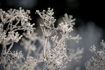 delicate openwork flowers in the frost. Gently frosty natural winter background. Beautiful winter morning in the fresh air. Soft focus. 