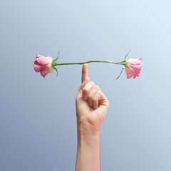 Minimal concept inspired by balance. Two buds roses balancing on the male index finger. Blue background with creative copy space.