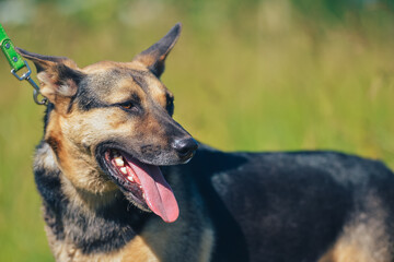 the dog lies in the grass in the summer heat