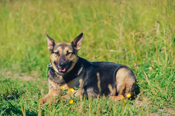 the dog is sitting by smiling in the sun