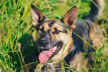 the dog lies and smiles in the grass