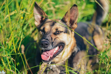 the dog lies and smiles in the grass