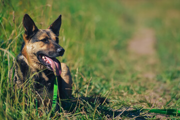 the dog lies in the grass in the summer heat