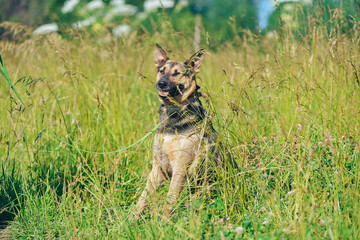 the dog lies in the grass in the summer heat