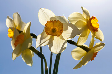 Naklejka na ściany i meble yellow daffodils in summer, close up