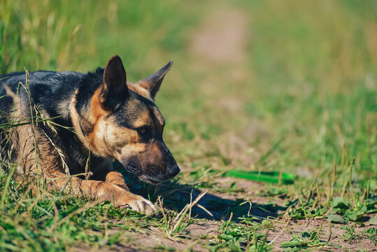 the dog lies in the grass in the summer heat