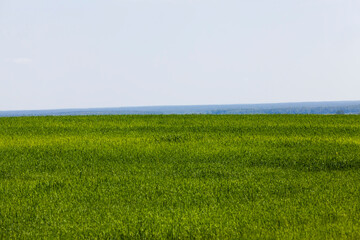 Obraz premium green cereals are immature in an agricultural field