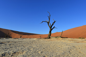 Deadvlei is located near the famous salt pan of Sossusvlei, inside the Namib-Naukluft Park in Namibia