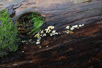 Antrodiella citrinella, also called Flaviporus citrinellus, a polypore fungus from Finland, no common English name