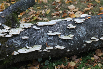 Cerrena unicolor, known as mossy maze polypore, wild fungus from Finland