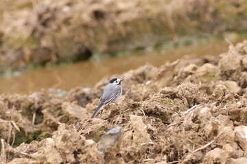 Bird wagtail white standing on the soil in the field